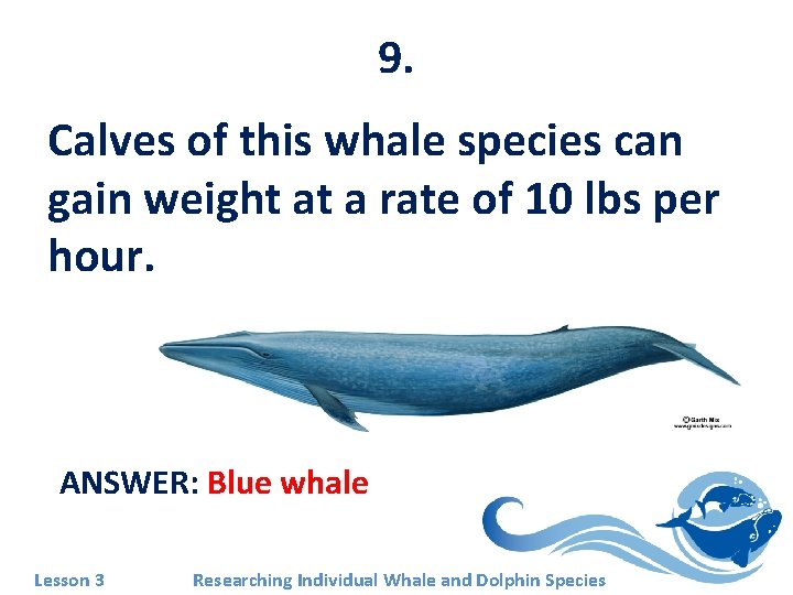 9. Calves of this whale species can gain weight at a rate of 10