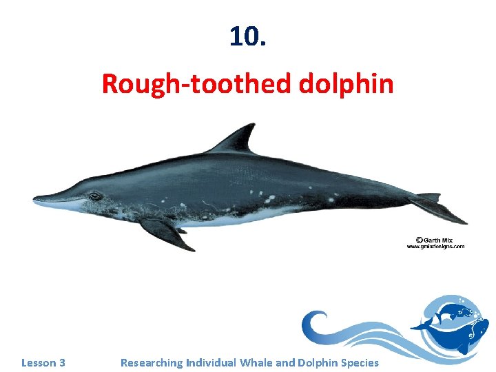 10. Rough-toothed dolphin Lesson 3 Researching Individual Whale and Dolphin Species 