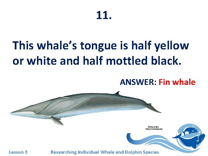 11. This whale’s tongue is half yellow or white and half mottled black. ANSWER: