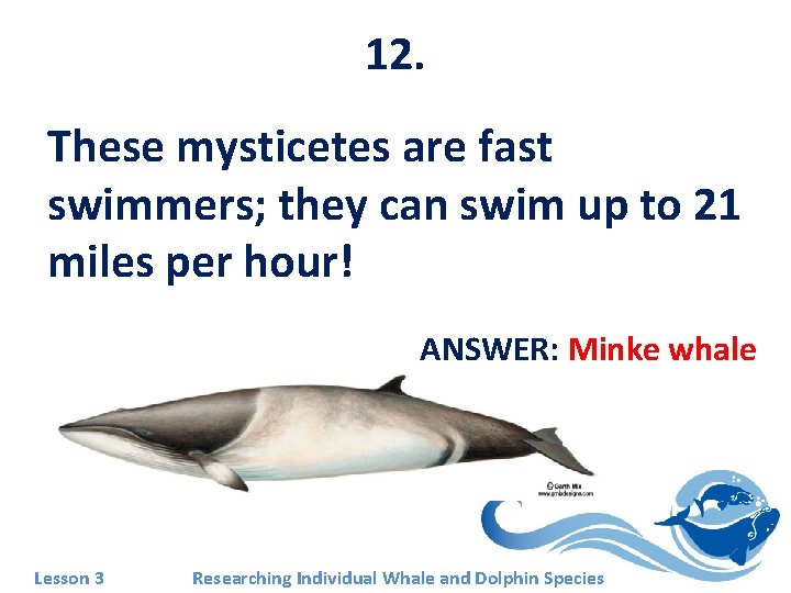 12. These mysticetes are fast swimmers; they can swim up to 21 miles per