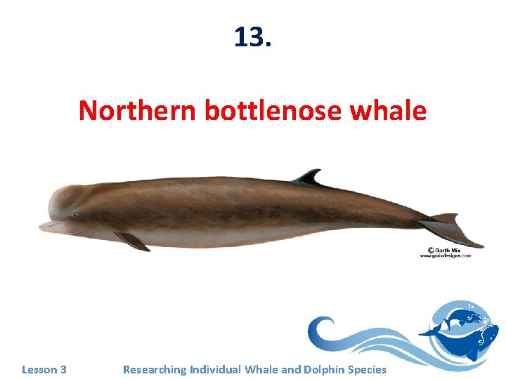 13. Northern bottlenose whale Lesson 3 Researching Individual Whale and Dolphin Species 