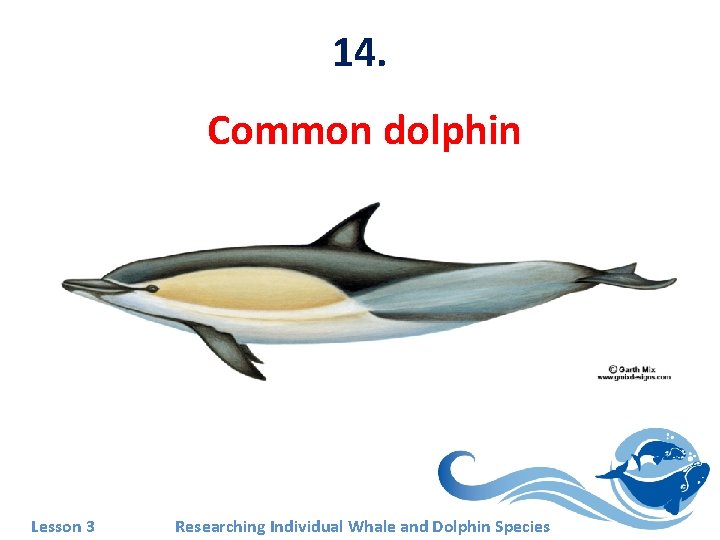 14. Common dolphin Lesson 3 Researching Individual Whale and Dolphin Species 