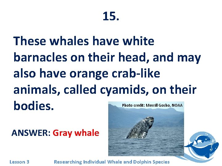 15. These whales have white barnacles on their head, and may also have orange