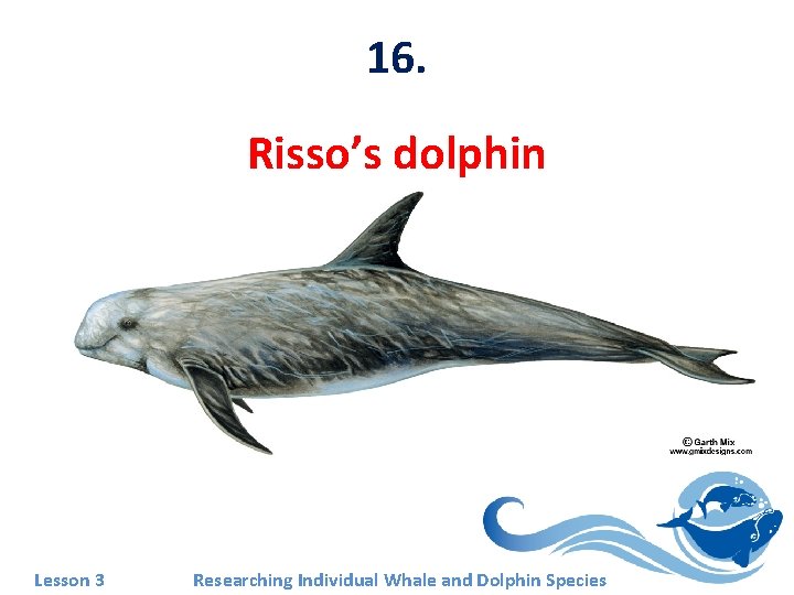 16. Risso’s dolphin Lesson 3 Researching Individual Whale and Dolphin Species 