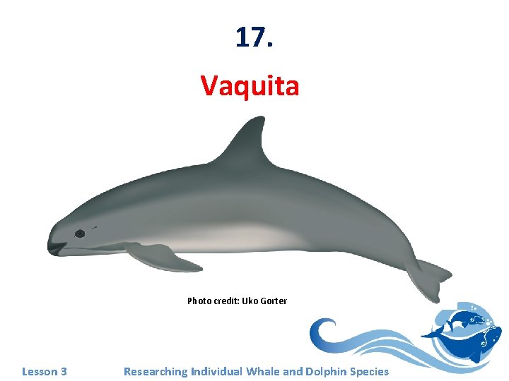 17. Vaquita Photo credit: Uko Gorter Lesson 3 Researching Individual Whale and Dolphin Species