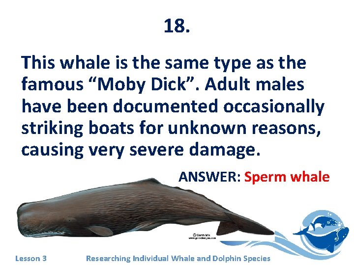 18. This whale is the same type as the famous “Moby Dick”. Adult males