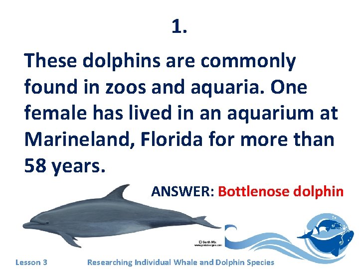 1. These dolphins are commonly found in zoos and aquaria. One female has lived