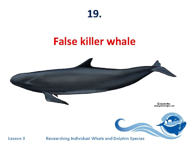 19. False killer whale Lesson 3 Researching Individual Whale and Dolphin Species 