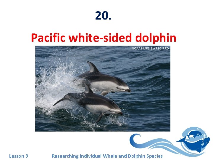 20. Pacific white-sided dolphin Lesson 3 Researching Individual Whale and Dolphin Species 