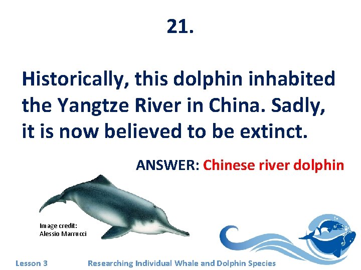 21. Historically, this dolphin inhabited the Yangtze River in China. Sadly, it is now