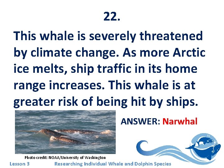 22. This whale is severely threatened by climate change. As more Arctic ice melts,