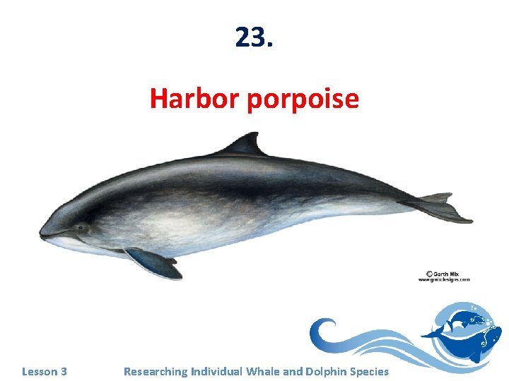 23. Harbor porpoise Lesson 3 Researching Individual Whale and Dolphin Species 