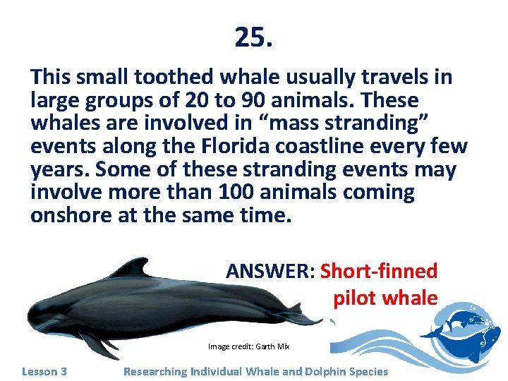 25. This small toothed whale usually travels in large groups of 20 to 90