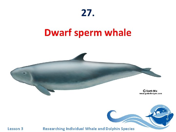 27. Dwarf sperm whale Lesson 3 Researching Individual Whale and Dolphin Species 