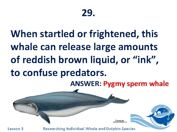 29. When startled or frightened, this whale can release large amounts of reddish brown