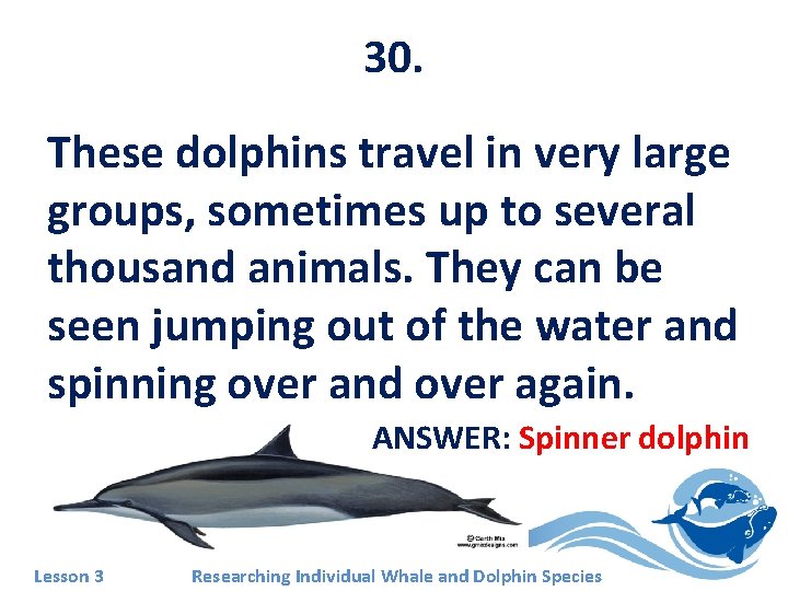 30. These dolphins travel in very large groups, sometimes up to several thousand animals.