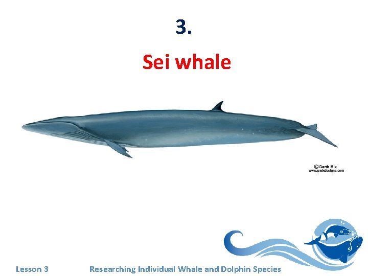 3. Sei whale Lesson 3 Researching Individual Whale and Dolphin Species 
