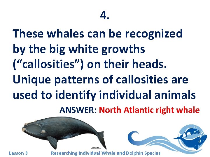 4. These whales can be recognized by the big white growths (“callosities”) on their