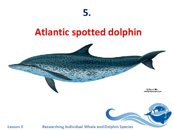 5. Atlantic spotted dolphin Lesson 3 Researching Individual Whale and Dolphin Species 