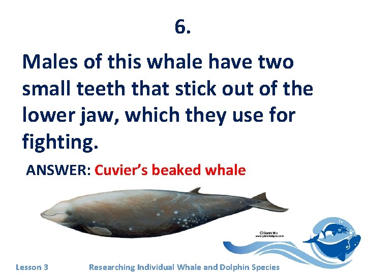 6. Males of this whale have two small teeth that stick out of the