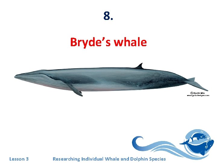 8. Bryde’s whale Lesson 3 Researching Individual Whale and Dolphin Species 