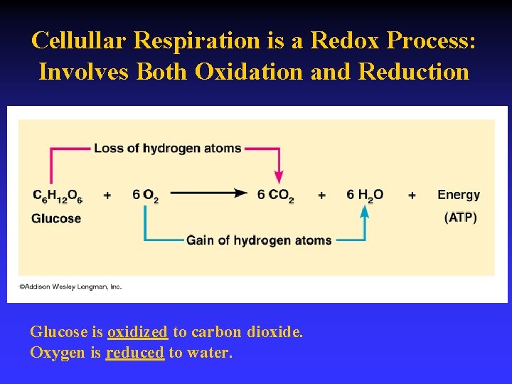 Cellullar Respiration is a Redox Process: Involves Both Oxidation and Reduction Glucose is oxidized