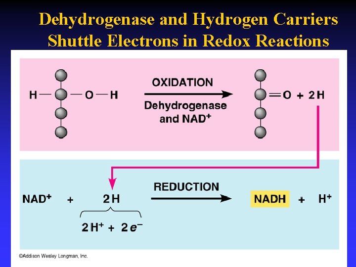 Dehydrogenase and Hydrogen Carriers Shuttle Electrons in Redox Reactions 