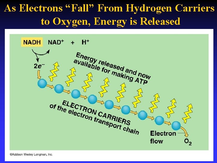 As Electrons “Fall” From Hydrogen Carriers to Oxygen, Energy is Released 
