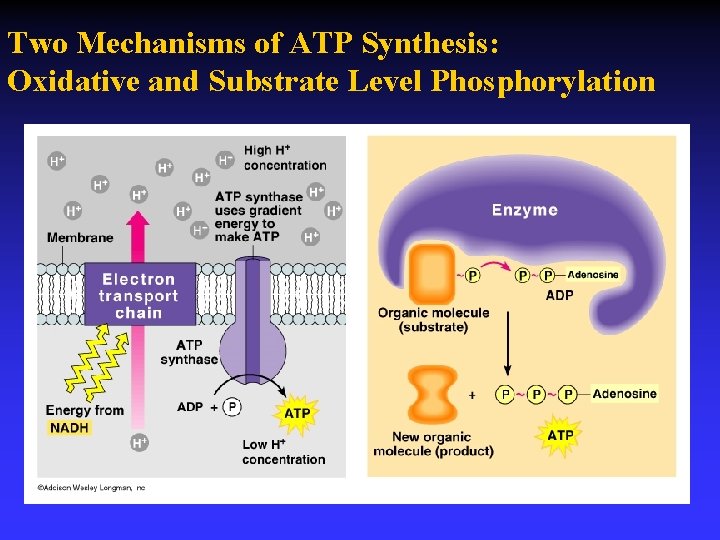Two Mechanisms of ATP Synthesis: Oxidative and Substrate Level Phosphorylation 
