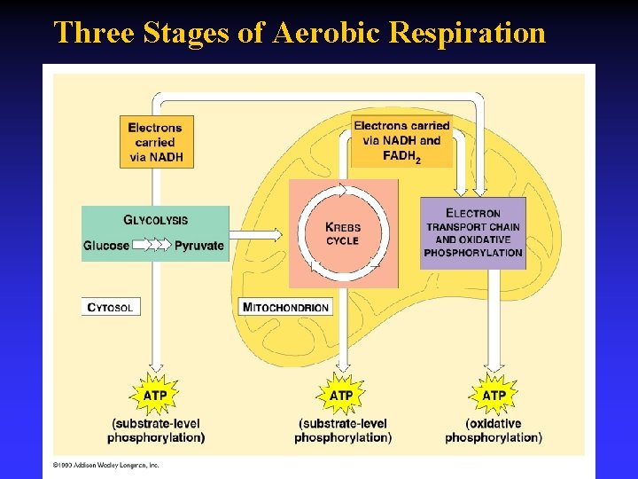 Three Stages of Aerobic Respiration 
