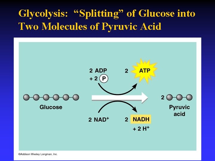 Glycolysis: “Splitting” of Glucose into Two Molecules of Pyruvic Acid 