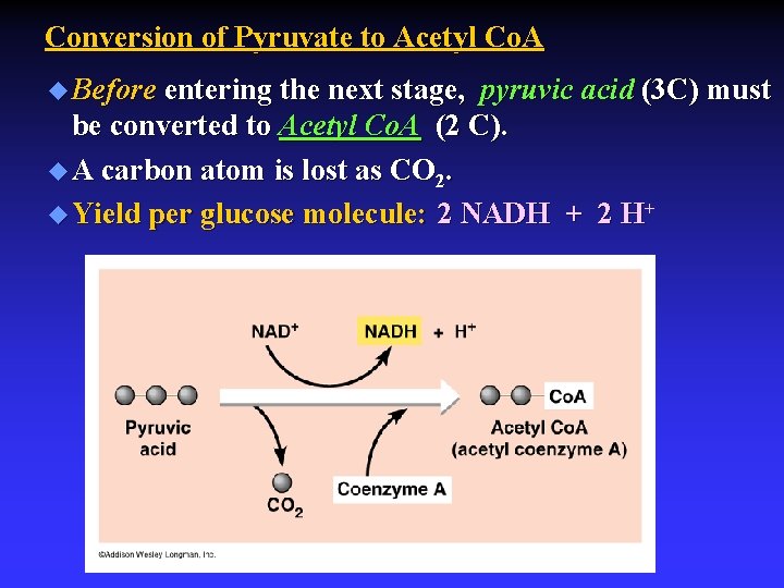 Conversion of Pyruvate to Acetyl Co. A u Before entering the next stage, pyruvic