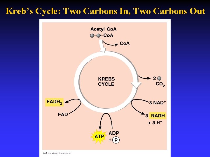 Kreb’s Cycle: Two Carbons In, Two Carbons Out 