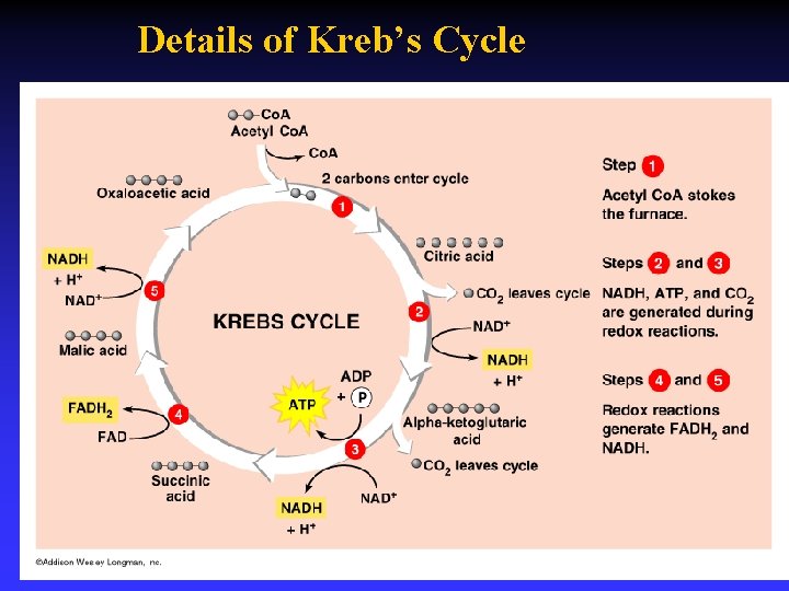 Details of Kreb’s Cycle 