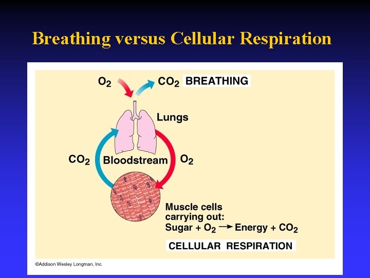 Breathing versus Cellular Respiration 