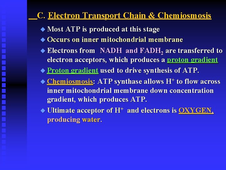 C. Electron Transport Chain & Chemiosmosis u Most ATP is produced at this stage