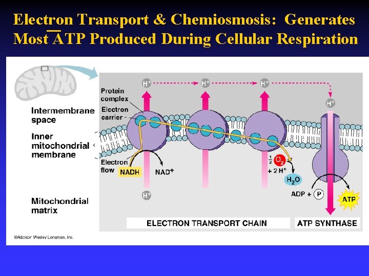 Electron Transport & Chemiosmosis: Generates Most ATP Produced During Cellular Respiration 