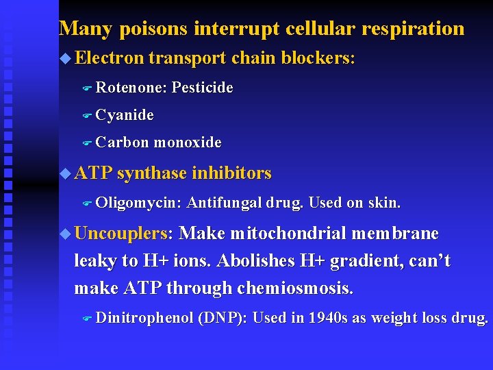 Many poisons interrupt cellular respiration u Electron transport chain blockers: F Rotenone: Pesticide F