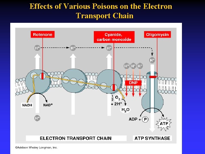 Effects of Various Poisons on the Electron Transport Chain 