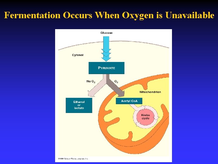 Fermentation Occurs When Oxygen is Unavailable 