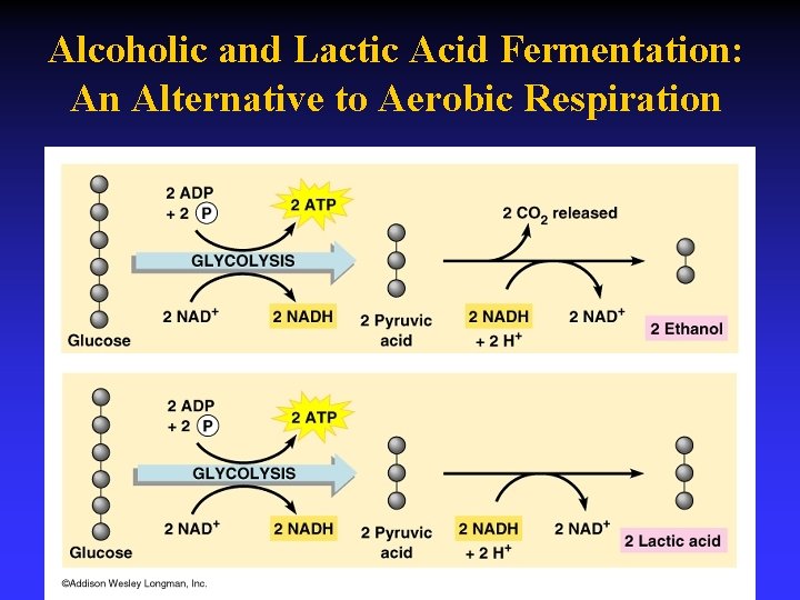 Alcoholic and Lactic Acid Fermentation: An Alternative to Aerobic Respiration 