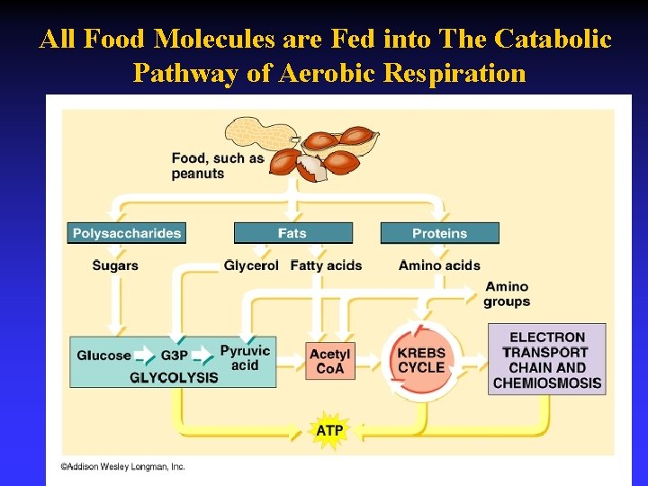 All Food Molecules are Fed into The Catabolic Pathway of Aerobic Respiration 