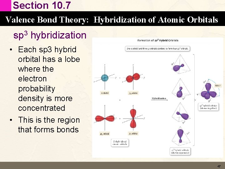 Section 10. 7 Valence Bond Theory: Hybridization of Atomic Orbitals sp 3 hybridization • Section 10. 7 Valence Bond Theory: Hybridization of Atomic Orbitals sp 3 hybridization •