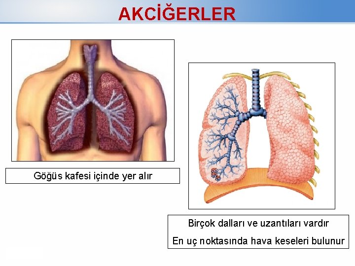 AKCİĞERLER Göğüs kafesi içinde yer alır Birçok dalları ve uzantıları vardır En uç noktasında