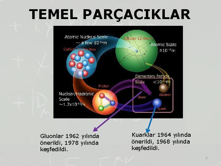 TEMEL PARÇACIKLAR Gluonlar 1962 yılında önerildi, 1978 yılında keşfedildi. Kuarklar 1964 yılında önerildi, 1968