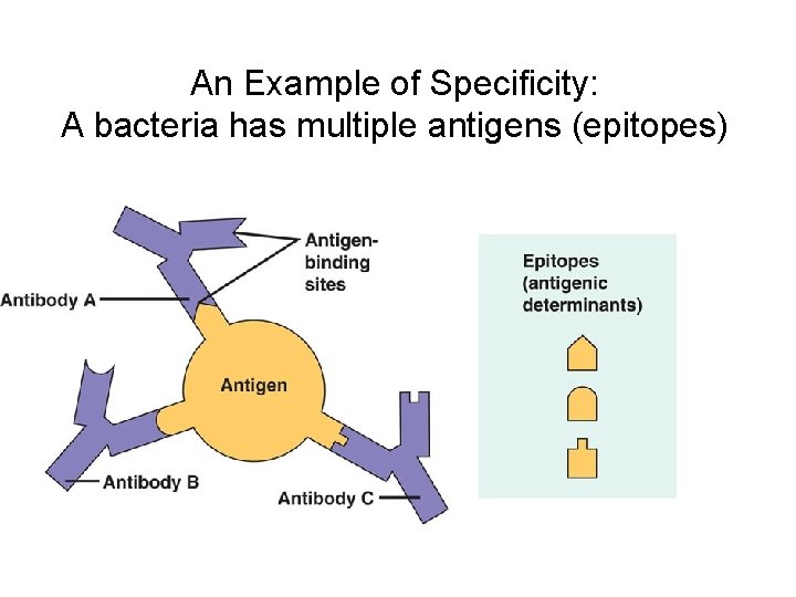 An Example of Specificity: A bacteria has multiple antigens (epitopes) 
