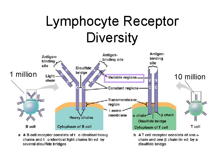 Lymphocyte Receptor Diversity 1 million 10 million 