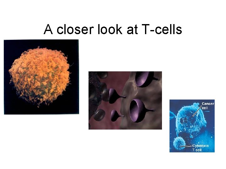 A closer look at T-cells 
