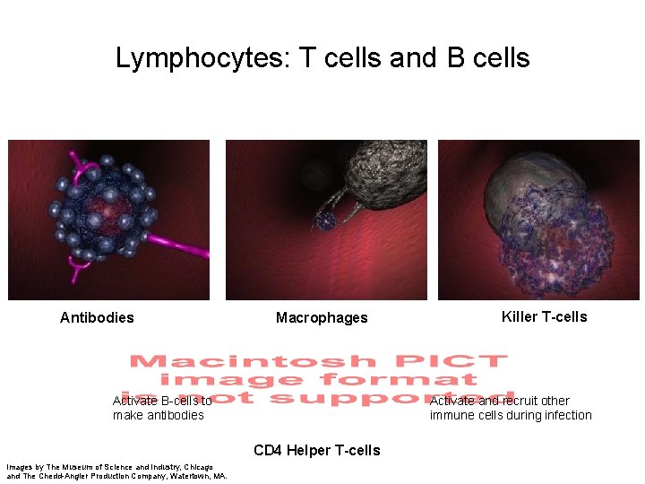 Lymphocytes: T cells and B cells Antibodies Macrophages Activate B-cells to make antibodies Activate
