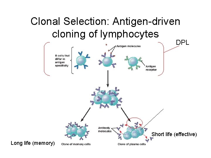 Clonal Selection: Antigen-driven cloning of lymphocytes DPL Short life (effective) Long life (memory) 